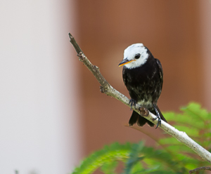 White-headed Marsh-tyrant, Baganara Island, Guyana
